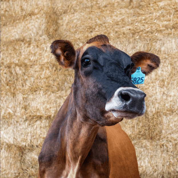 card-stewardship Oct 2025