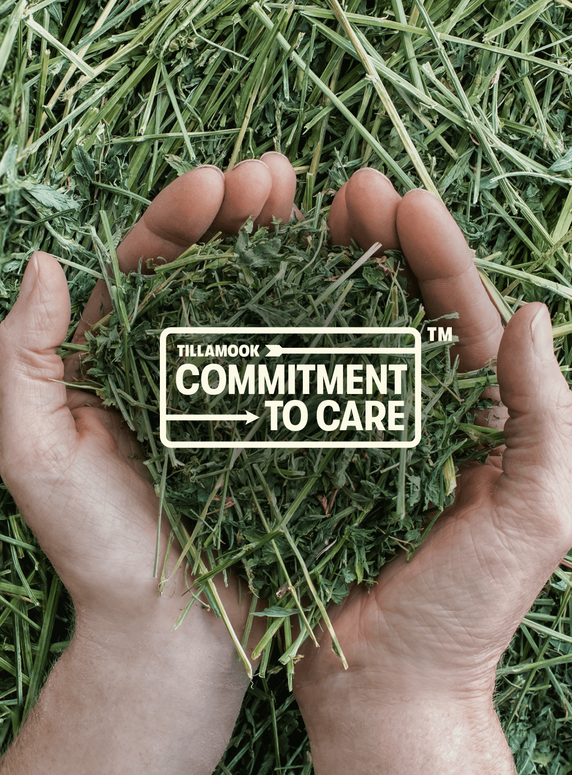 Tillamook B Corp Status Logo