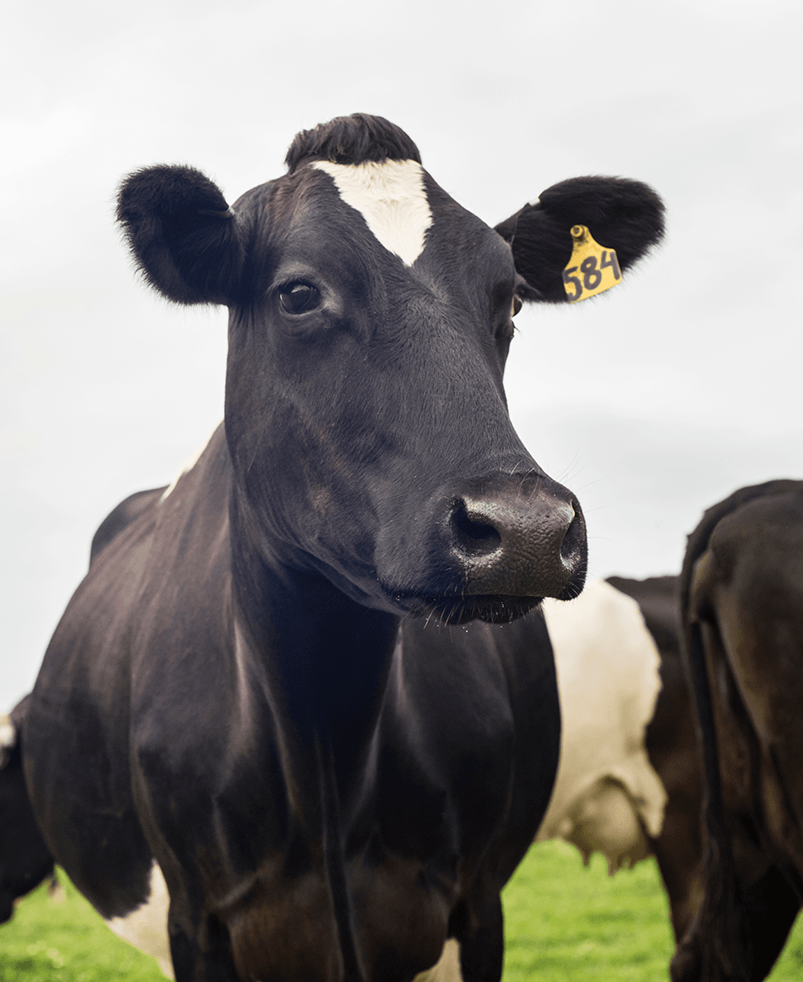 taking-care-of-cows-business