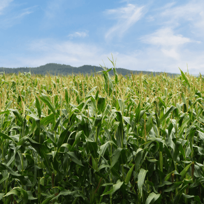 Field of corn
